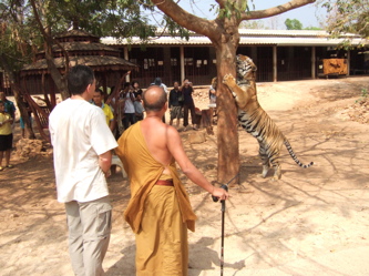 tiger with monk